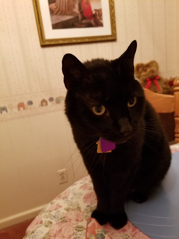 Black Cat Appreciation Day 2018 (2)